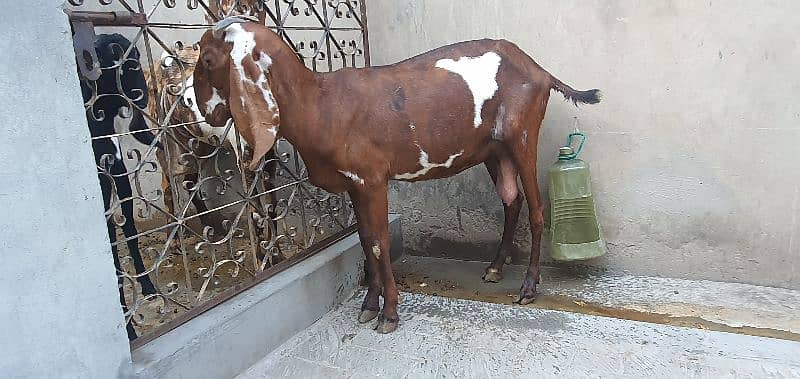 Nagra Bakri For sale 3