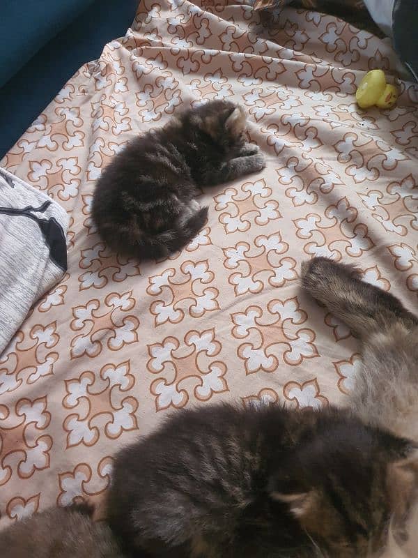 kittens for sale 3