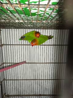 Fisher Lovebirds patthy pair ready to breed