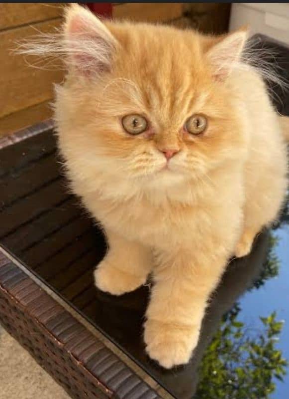 Punch face persian cat 5 months long hair 0