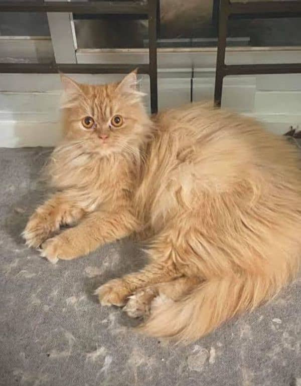 Punch face persian cat 5 months long hair 1