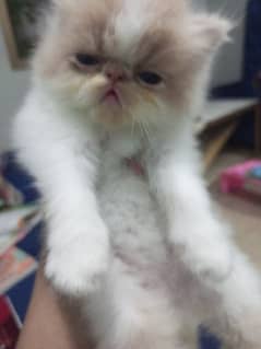 Cfa peki piki peke kitten