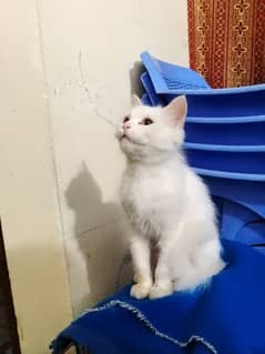 female persion kitten for sale