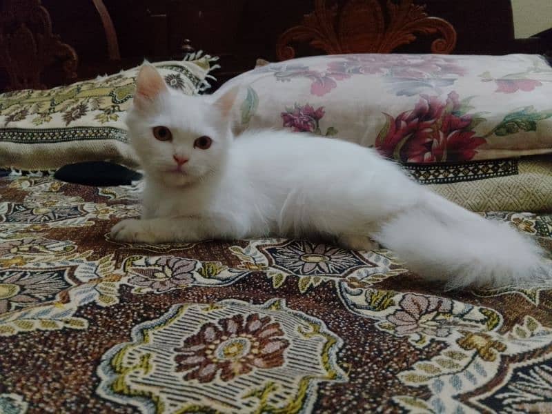 female persion kitten for sale 3