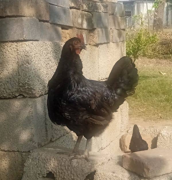 egg laying hens ( austrolarp) 0