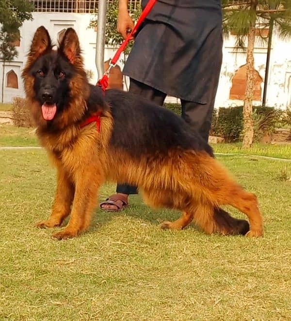 top quality pink pedigree gsd breeder female for sale 0