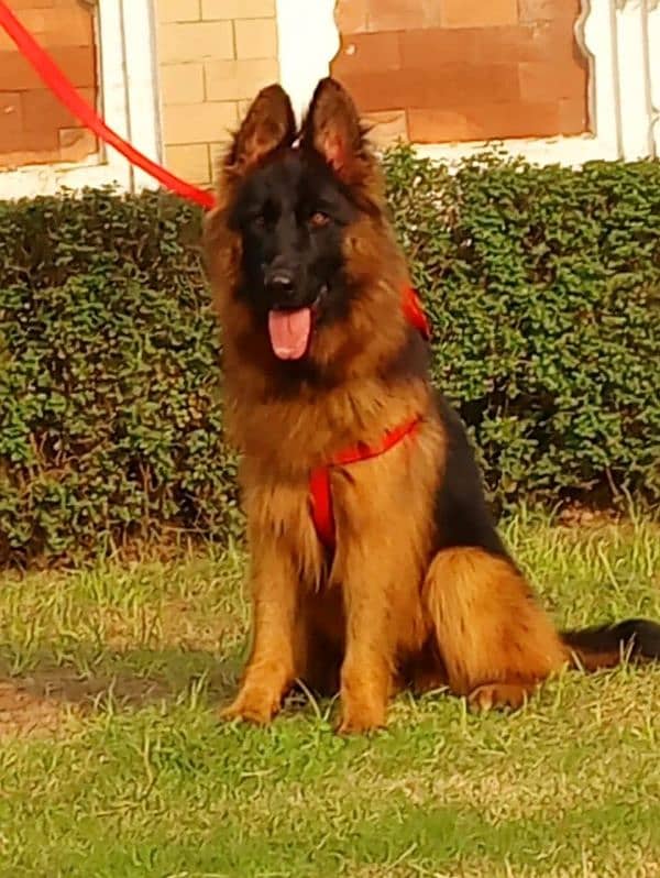 top quality pink pedigree gsd breeder female for sale 2