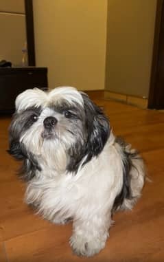 shihtzhu 1 year old