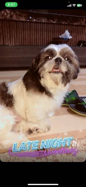 shihtzhu 1 year old 2