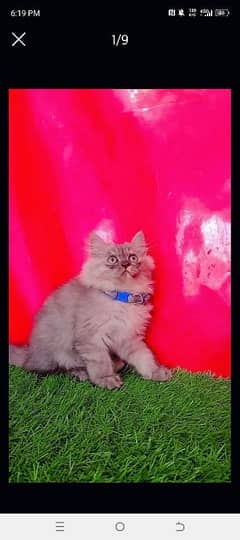 Persian Kitten Triple Coated