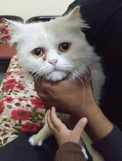 a white Persian cat demand 13000