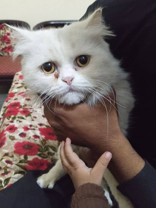 a white Persian cat demand 13000 0