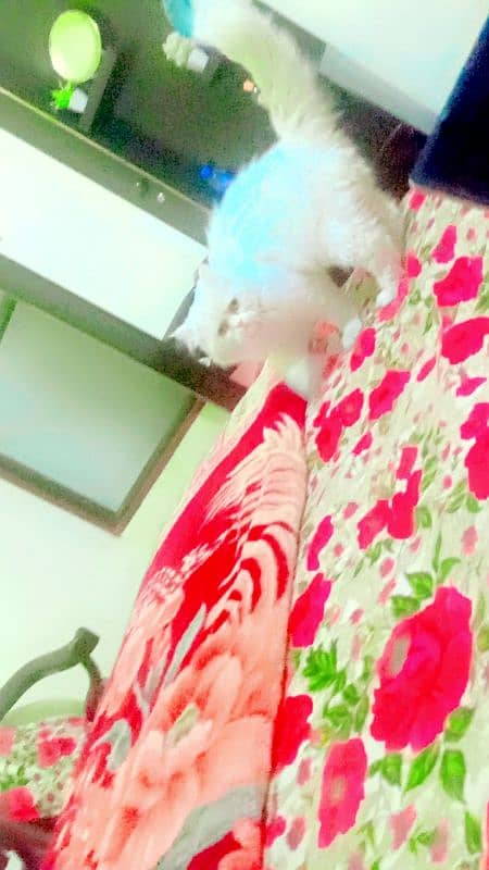 a white Persian cat demand 13000 1