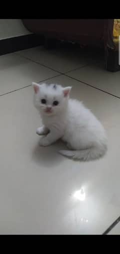 persian kitten for sale