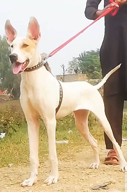 kuwati female aje 6 month available for sale 0