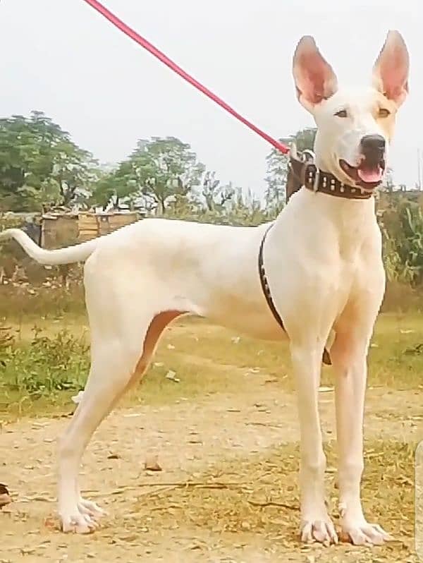 kuwati female aje 6 month available for sale 1