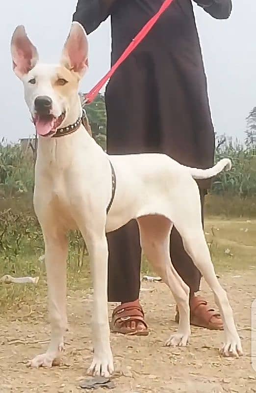 kuwati female aje 6 month available for sale 2