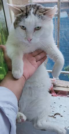 Domestic Shorthair cat For Sale