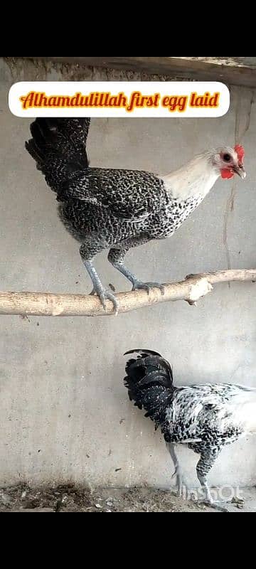 Australorp  fayomi misri fertile eggs 03341743563 WhatsApp 2