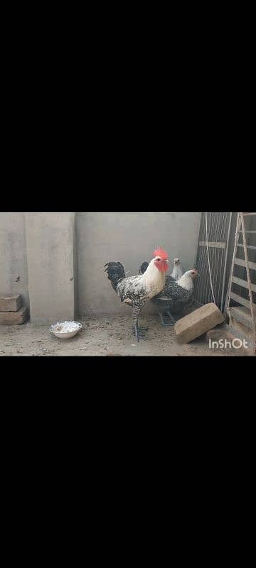 Australorp  fayomi misri fertile eggs 03341743563 WhatsApp 3