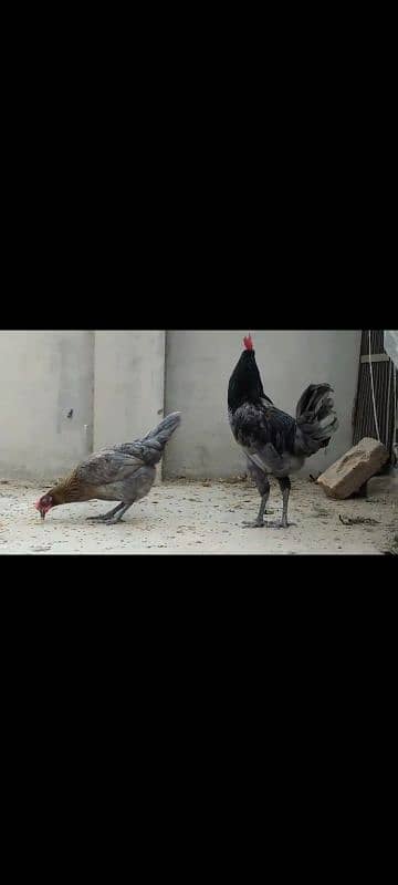 Australorp  fayomi misri fertile eggs 03341743563 WhatsApp 4