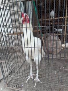 Aseel Heera cook and hamroohi hen pair for sale