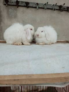 Loop rabbit breeder pair