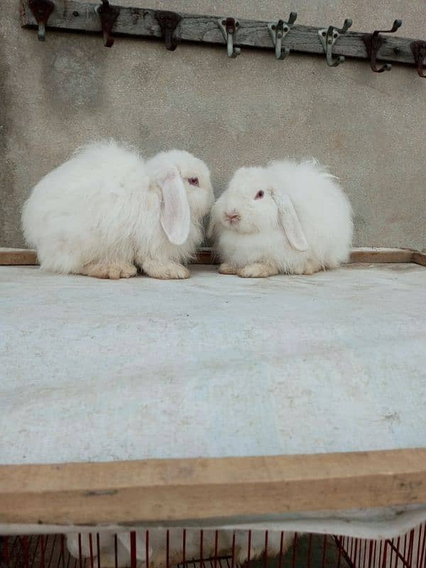 Loop rabbit breeder pair 0