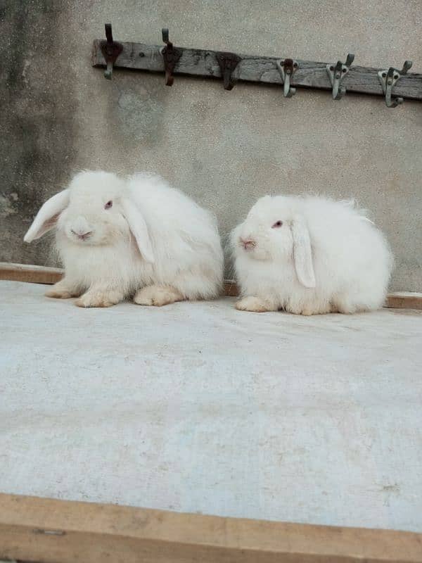 Loop rabbit breeder pair 1