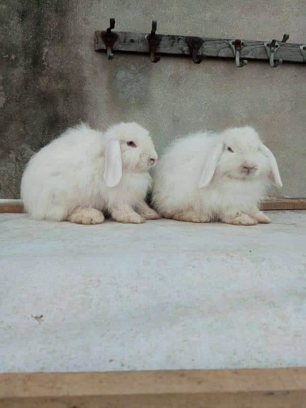 Loop rabbit breeder pair 2