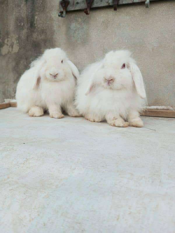 Loop rabbit breeder pair 3