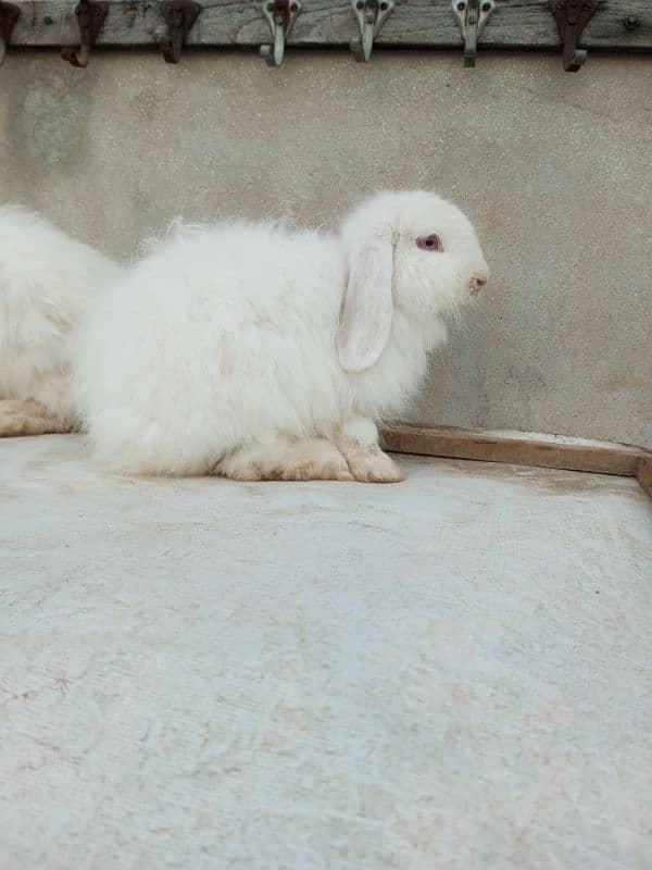 Loop rabbit breeder pair 5