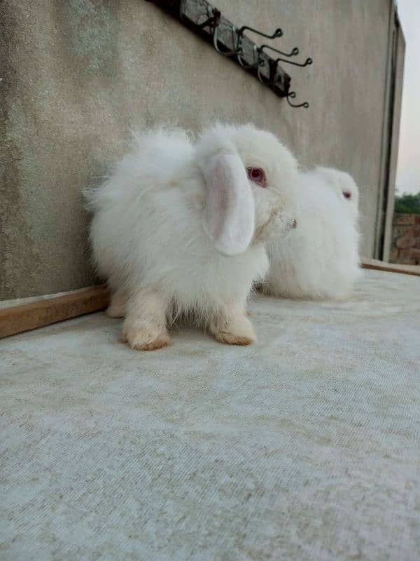 Loop rabbit breeder pair 6