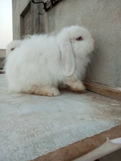 Loop rabbit breeder male