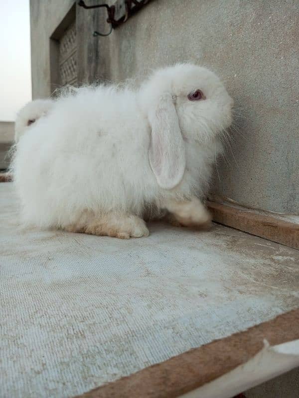 Loop rabbit breeder pair 7