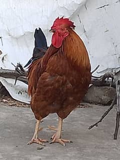 Beautiful healthy cock