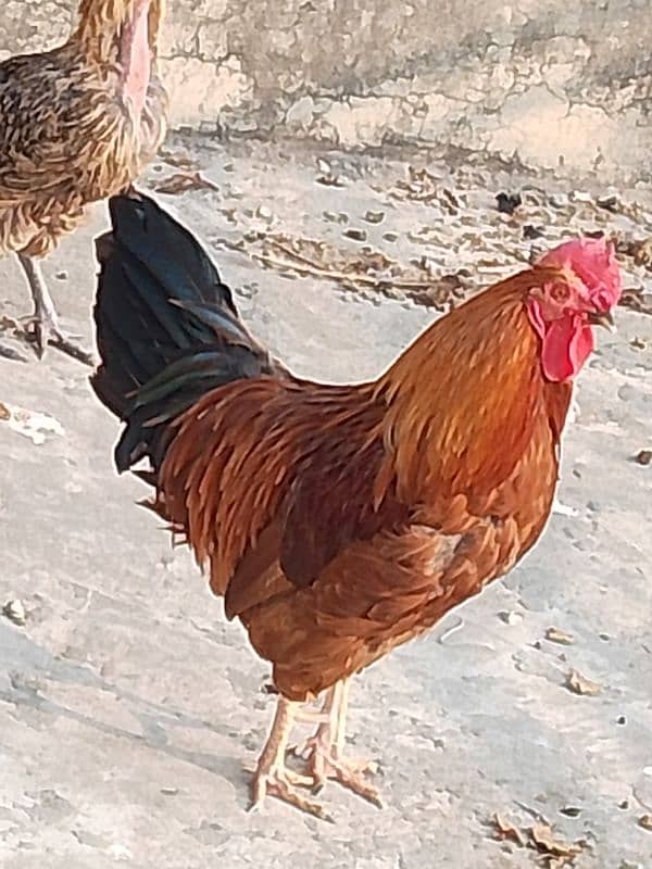 Beautiful healthy cock 4