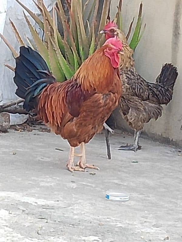 Beautiful healthy cock 5