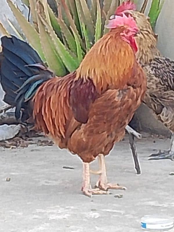 Beautiful healthy cock 7