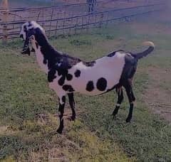 Goat / Bakra / Healthy Goats / Desi / / Bkary / 03329506337