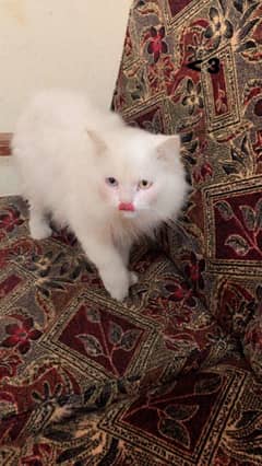 persian cat