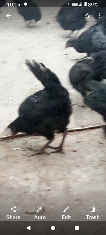 australorp pair age 5 month gher ki Pali hain Desi korak per Pali hain 4