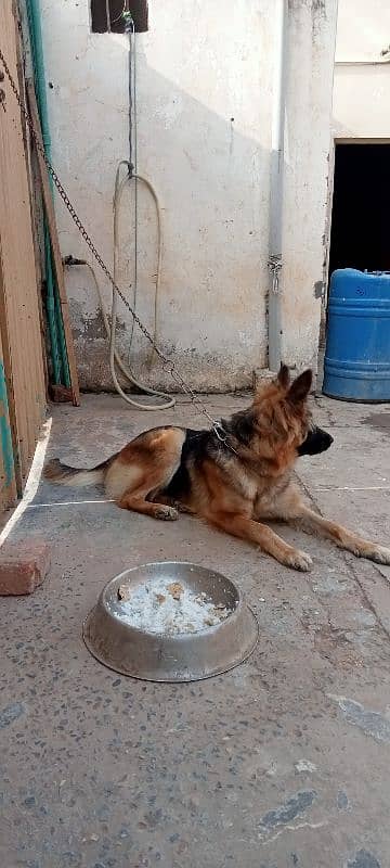 German shepherd female breeder available 0