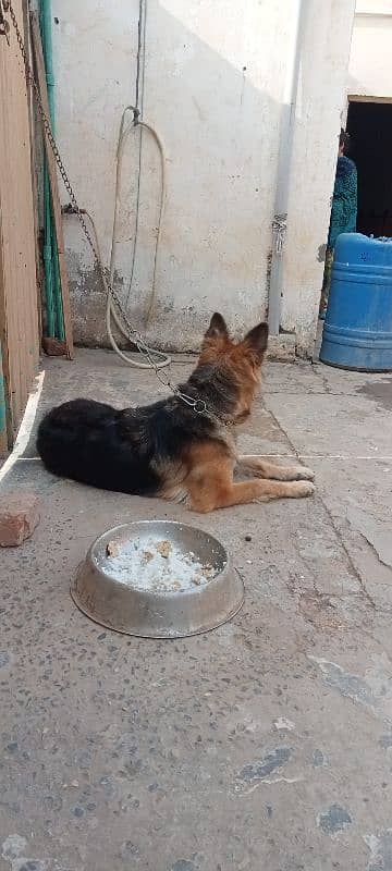 German shepherd female breeder available 1