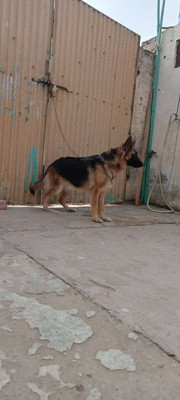 German shepherd female breeder available 2