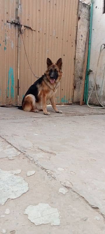 German shepherd female breeder available 3