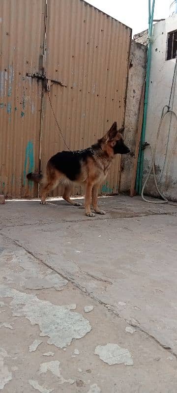 German shepherd female breeder available 4