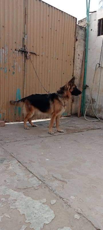 German shepherd female breeder available 5