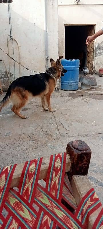 German shepherd female breeder available 6