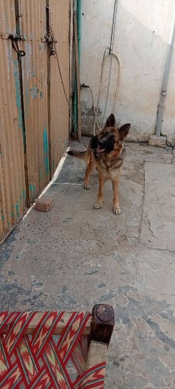 German shepherd female breeder available 7